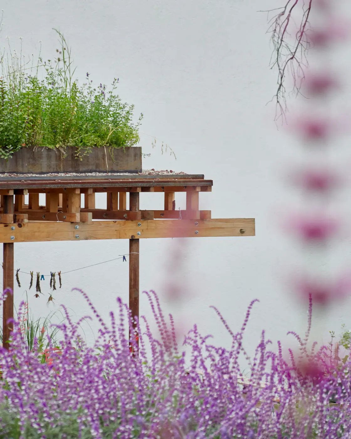 La pérgola de madera contra el muro encalado, entre salvia morada