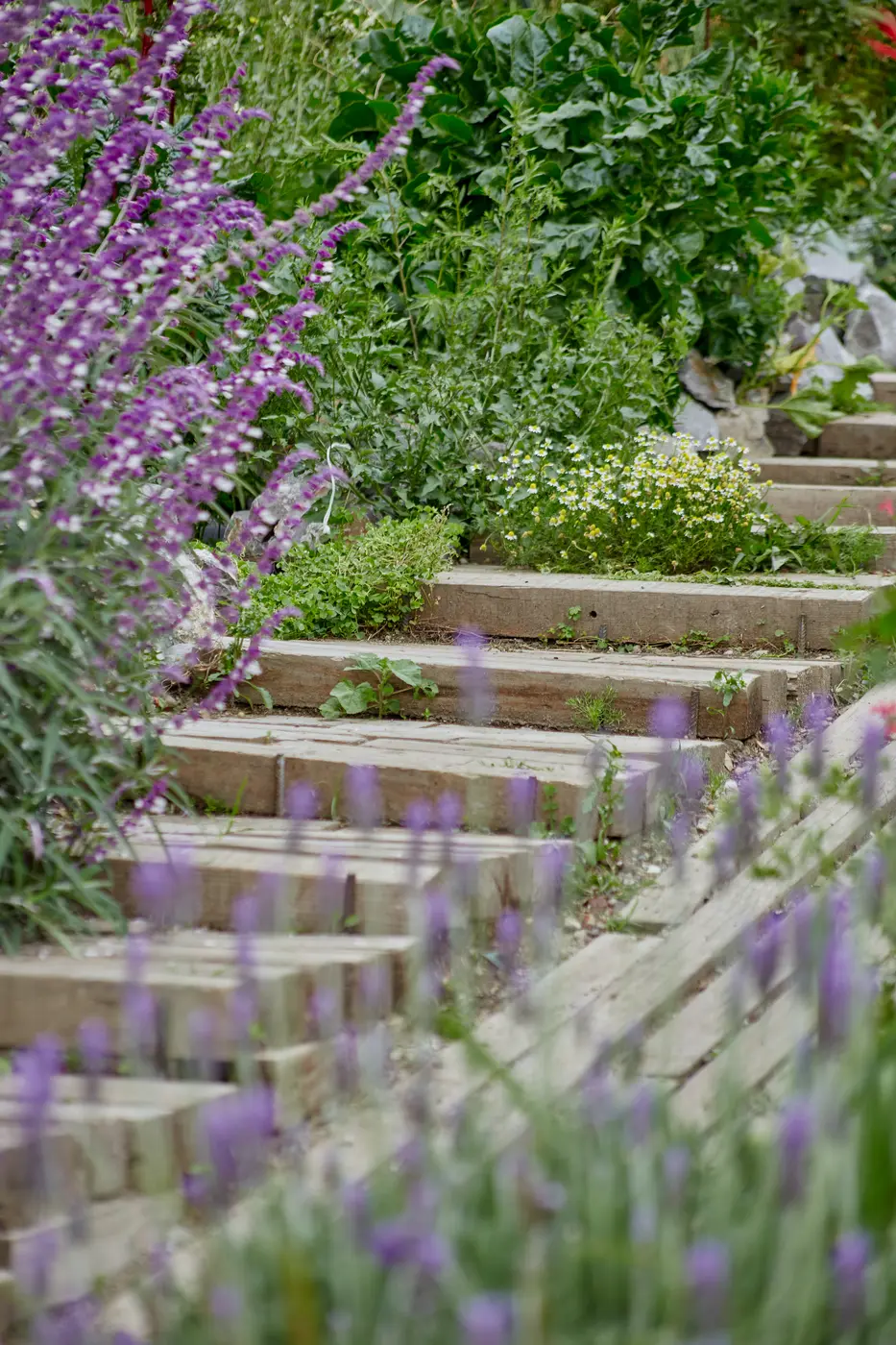 Escalones de piedra que suben entre lavanda