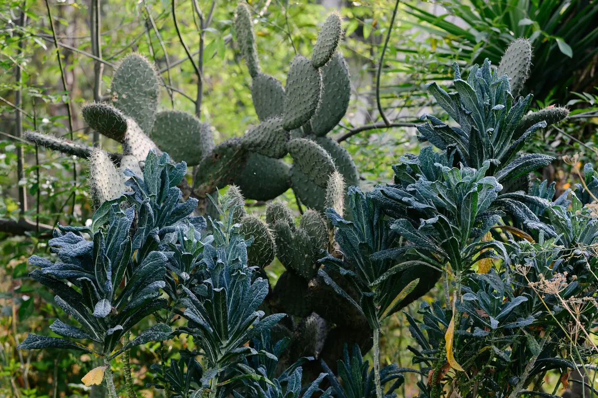 Nopales y coles entre el follaje del huerto de El Terreno